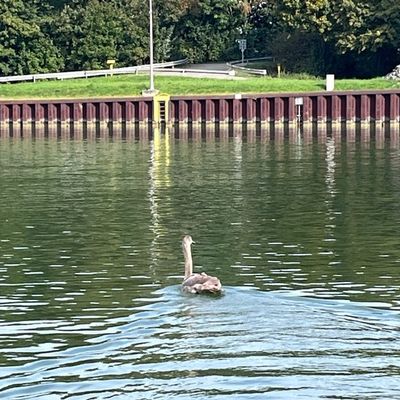 FW Hünxe: Tierischer Rettungseinsatz: Feuerwehr rettet Schwan