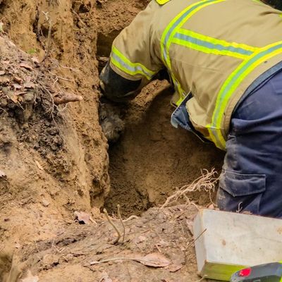 FW Wachtberg: Feuerwehr Wachtberg befreit Hund aus Fuchsbau in einem Waldstück bei Wachtberg-Villip