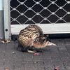 FW-NE: Seltener Vogel in Grimlinghausen | Rohrdommel auf Abwegen