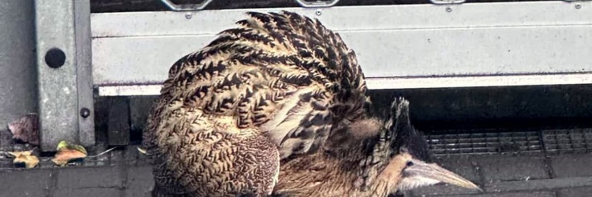 FW-NE: Seltener Vogel in Grimlinghausen | Rohrdommel auf Abwegen