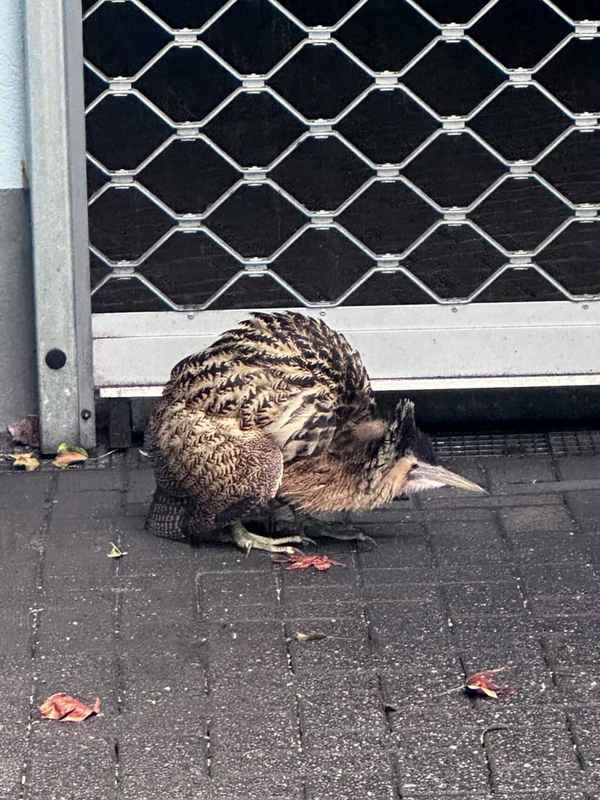 FW-NE: Seltener Vogel in Grimlinghausen | Rohrdommel auf Abwegen