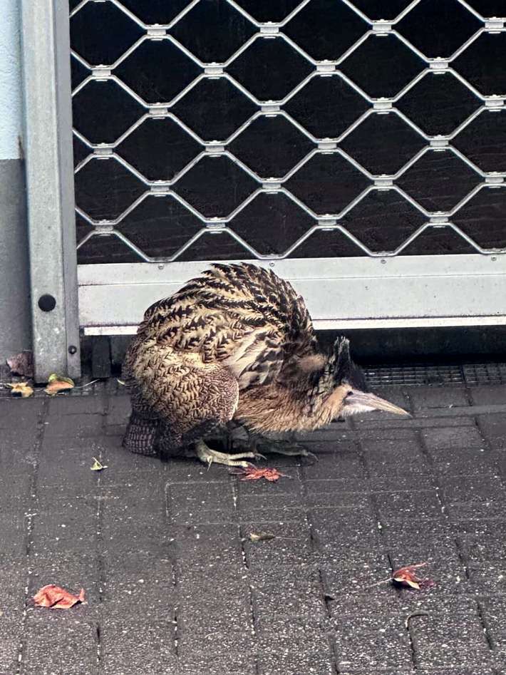 FW-NE: Seltener Vogel in Grimlinghausen | Rohrdommel auf Abwegen