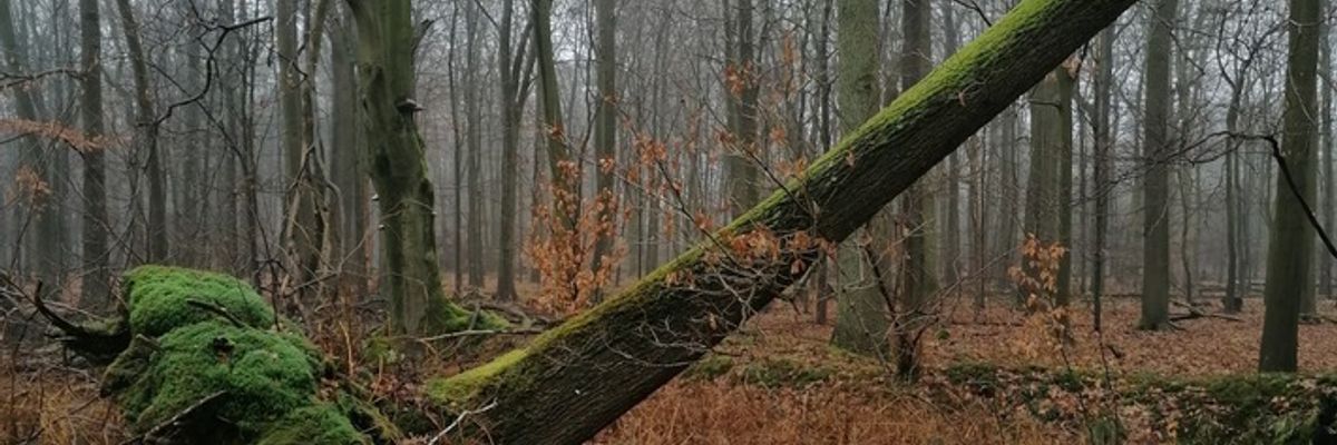 FW-BOT: Sturmtief Luise hält Feuerwehr auf Trab - zahlreiche Sturmeinsätze im Stadtgebiet