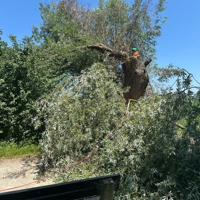 FW Reichenau: Hohler Baum fängt erneut an zu Glimmen, 20.06.2024, Reichenau-Mittelzell