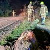 FW-OLL: PKW kollidiert mit Baum und bringt diesen zu Fall