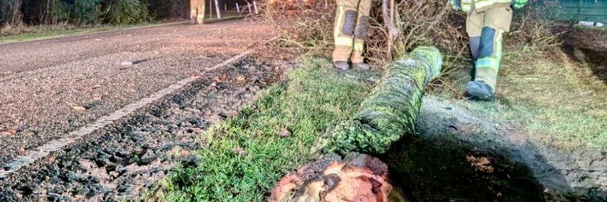 FW-OLL: PKW kollidiert mit Baum und bringt diesen zu Fall