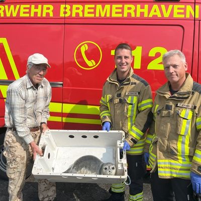 FW Bremerhaven: Tierrettung an der Deichpromenade - Junger Seehund in Sicherheit gebracht