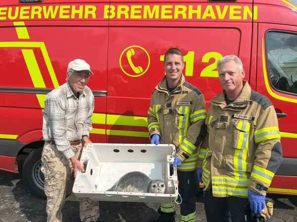 FW Bremerhaven: Tierrettung an der Deichpromenade - Junger Seehund in Sicherheit gebracht