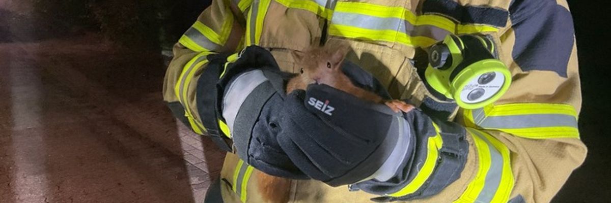 FW Alpen: Feuerwehr Alpen rettet Eichhörnchen aus Zwangslage