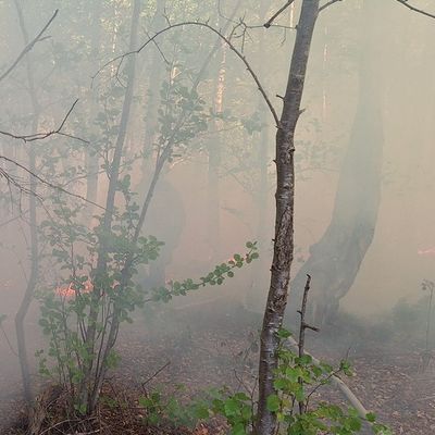FW Bocholt: Waldbrand in Bocholt - Barlo