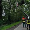 FW-AUR: Teile von Baumkrone absturzbedroht