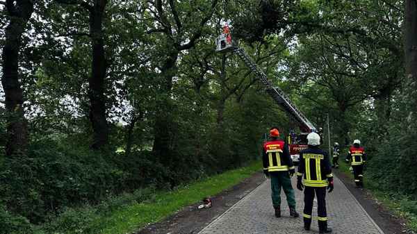 FW-AUR: Teile von Baumkrone absturzbedroht