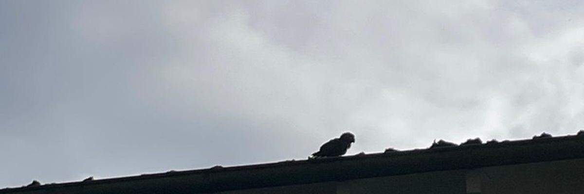 FW Bocholt: Papagei auf Abwegen