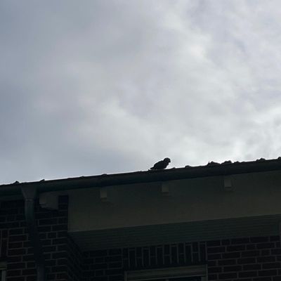 FW Bocholt: Papagei auf Abwegen