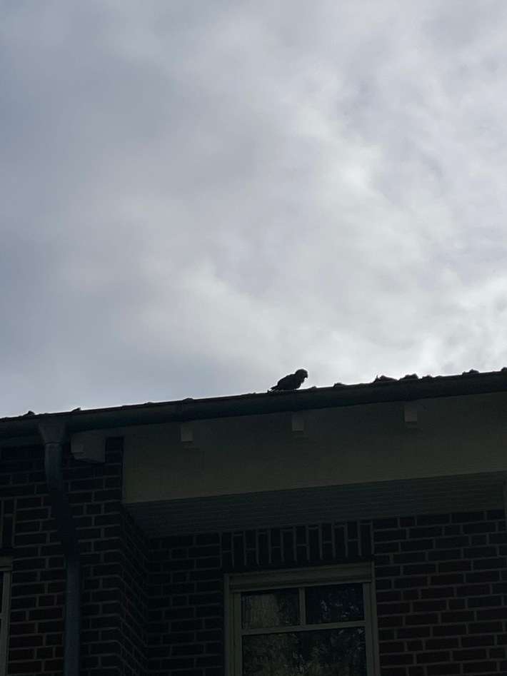 FW Bocholt: Papagei auf Abwegen