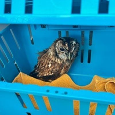 FW Stuttgart: Tierrettung durch die Wasserrettungseinheit - Strömungsretter der Feuerwehr im Einsatz - Kauz gerettet und dem Tiernotdienst übergeben