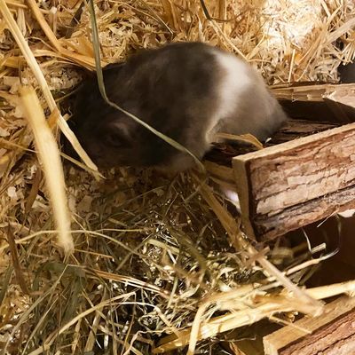 FW-M: Hamsterdame in Not (Bogenhausen)
