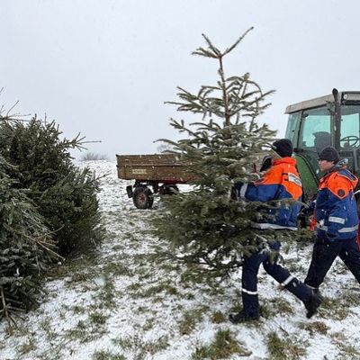 FW Weinheim: Hand in Hand durch Regen und Schnee. Jugendfeuerwehr sammelt Christbäume in den Weinheimer Ortsteilen