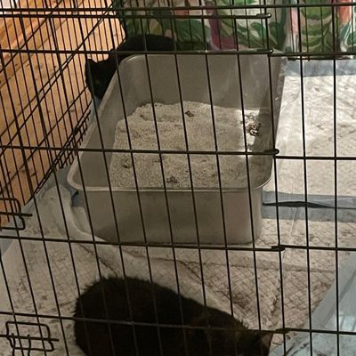 FW Dinslaken: Tierrettung in Dinslaken - Drei Katzen aus Versorgungsschacht gerettet
