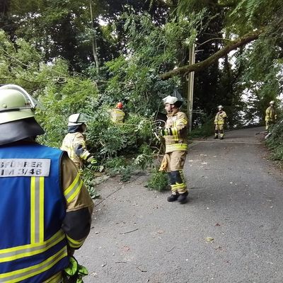 FW Weinheim: Feuerwehr Weinheim beseitig umgestürzten Baum Am Bischof
