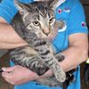 FW-ROW: Katze aus Schornstein befreit