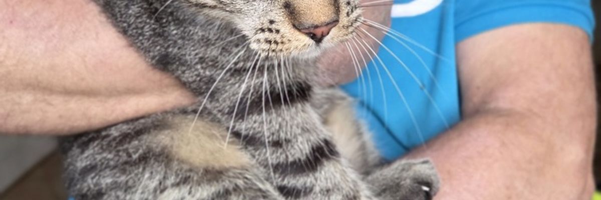 FW-ROW: Katze aus Schornstein befreit