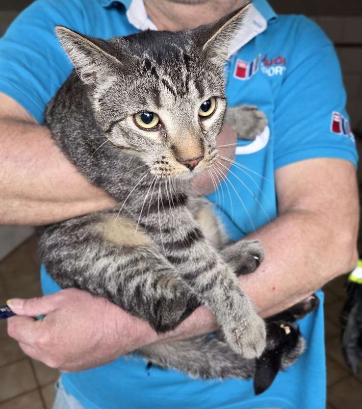 FW-ROW: Katze aus Schornstein befreit