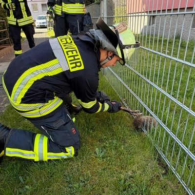 FW Celle: Igel aus misslicher Lage befreit