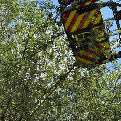FW Konstanz: Feuerwehr rettet Chamäleon aus Baum
