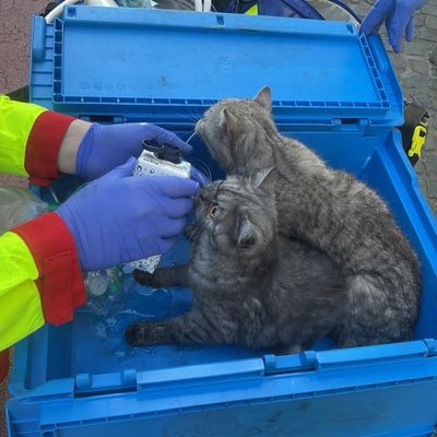 FW-DO: Wohnungsbrand in Dortmunder Innenstadt-Eine Person und zwei Katzen verletzt