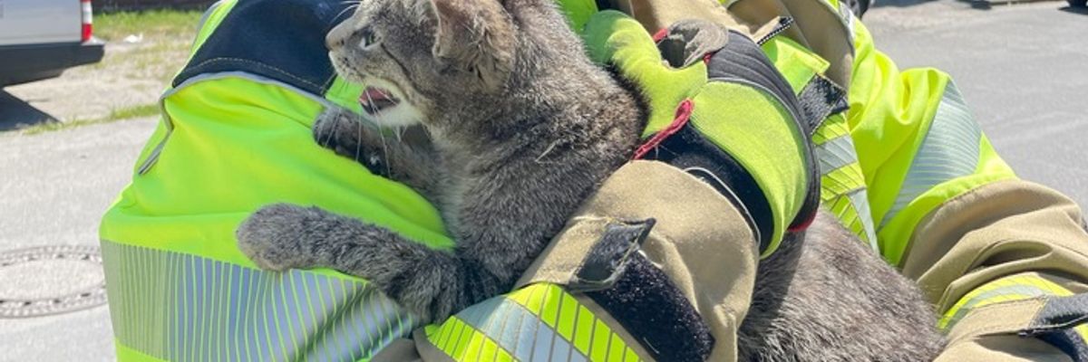 FW Lage: TH0/Tier klein: Katze klemmt im gekippten Fenster - 10.05.2025 - 11:27 Uhr