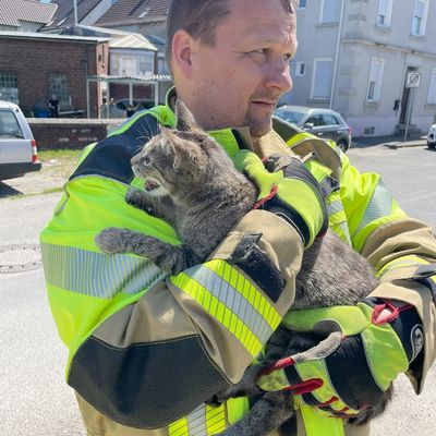 FW Lage: TH0/Tier klein: Katze klemmt im gekippten Fenster - 10.05.2025 - 11:27 Uhr