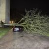 FW Bremerhaven: Baum auf Auto