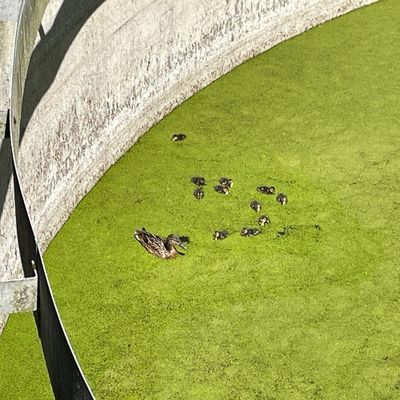 FW Lehrte: Zwei weitere Einsätze im Lehrter Stadtgebiet nach dem Großbrand in den Morgenstunden