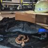 FW-M: Täuschend echte "Giftschlange" im Münchner Süden (Untergiesing-Harlaching)