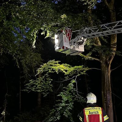 FW-AUR: Äste im Egelser Wald herabgestürzt