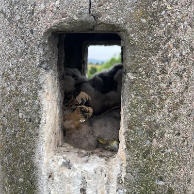 FW Lage: Tierrettung - Turmfalkenküken aus dem Nest gefallen - 15.06.2025