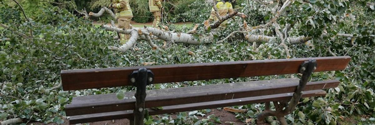 FW Dresden: Umgestürzter Baum im Blüherpark verletzt Passanten