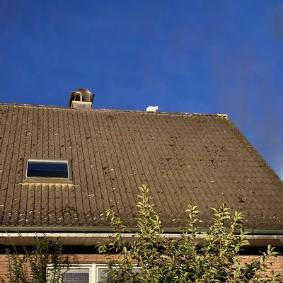 FW Xanten: Katze von Dachfirst gerettet
