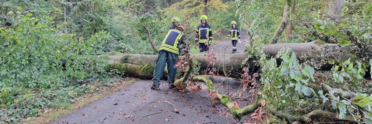 FW Flotwedel: Umgestürzter Baum blockiert Verbindungsstraße bei Sandlingen