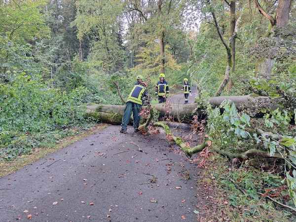 FW Flotwedel: Umgestürzter Baum blockiert Verbindungsstraße bei Sandlingen