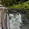 FW-DT: Baum auf Fahrbahn - Windschutzscheibe getroffen