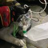 FW Alpen: Kellerbrand - Einsatzkräfte retten Katze