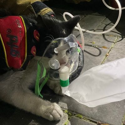 FW Alpen: Kellerbrand - Einsatzkräfte retten Katze