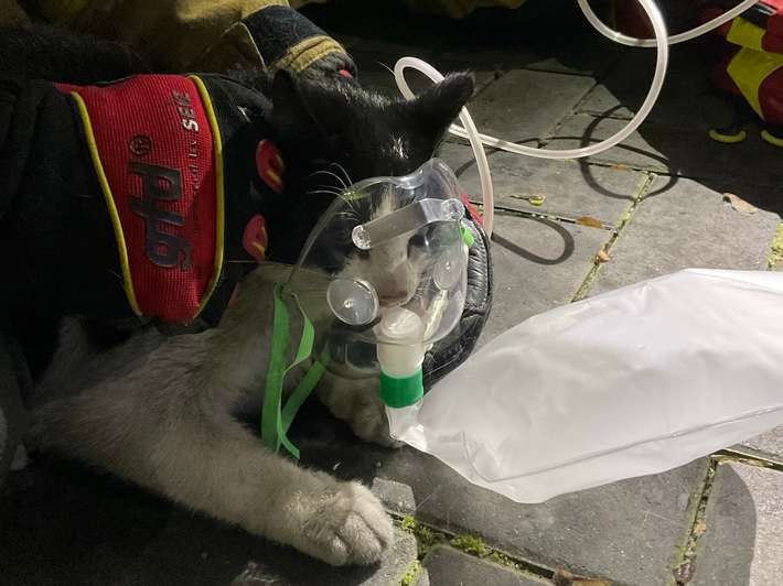 FW Alpen: Kellerbrand - Einsatzkräfte retten Katze