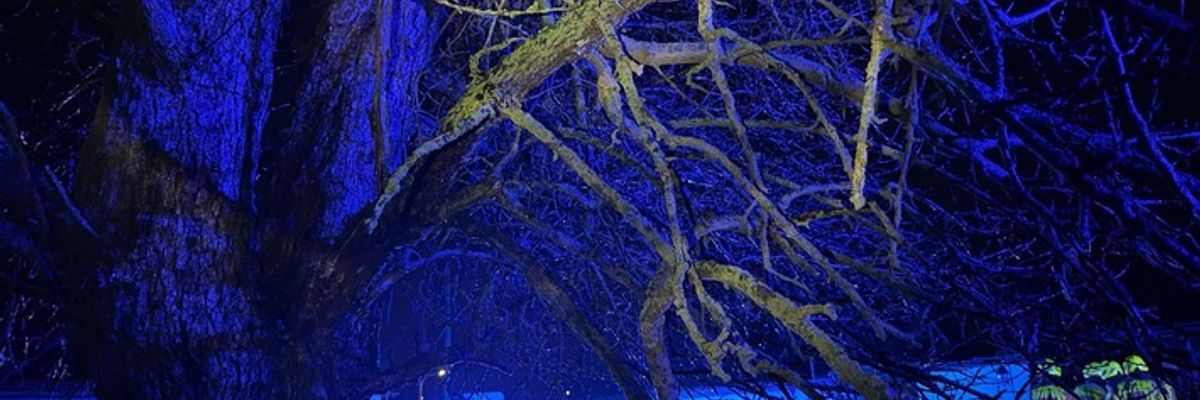 FW Alpen: Brennender Baum in der Sylvesternacht