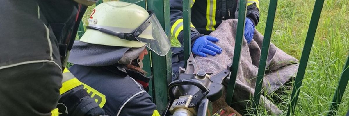 FW Celle: Celler Feuerwehr befreit Reh