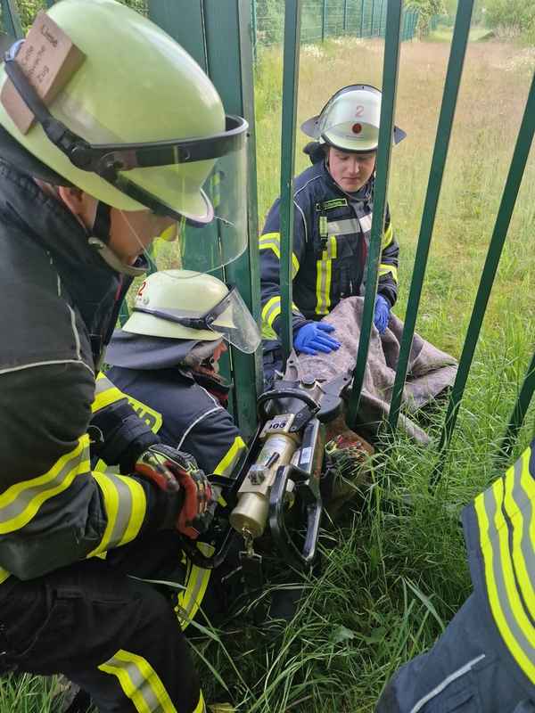 FW Celle: Celler Feuerwehr befreit Reh