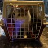 FW Celle: Katze aus Baum gerettet