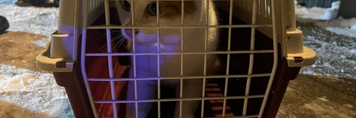 FW Celle: Katze aus Baum gerettet